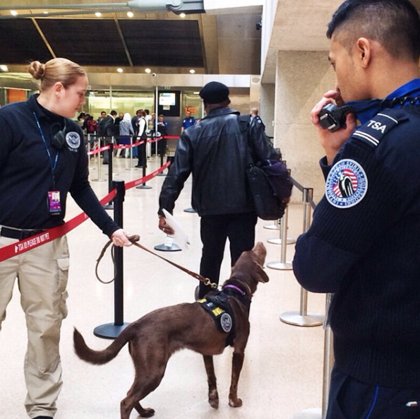 TSA_Passenger_Screening_Canine.png