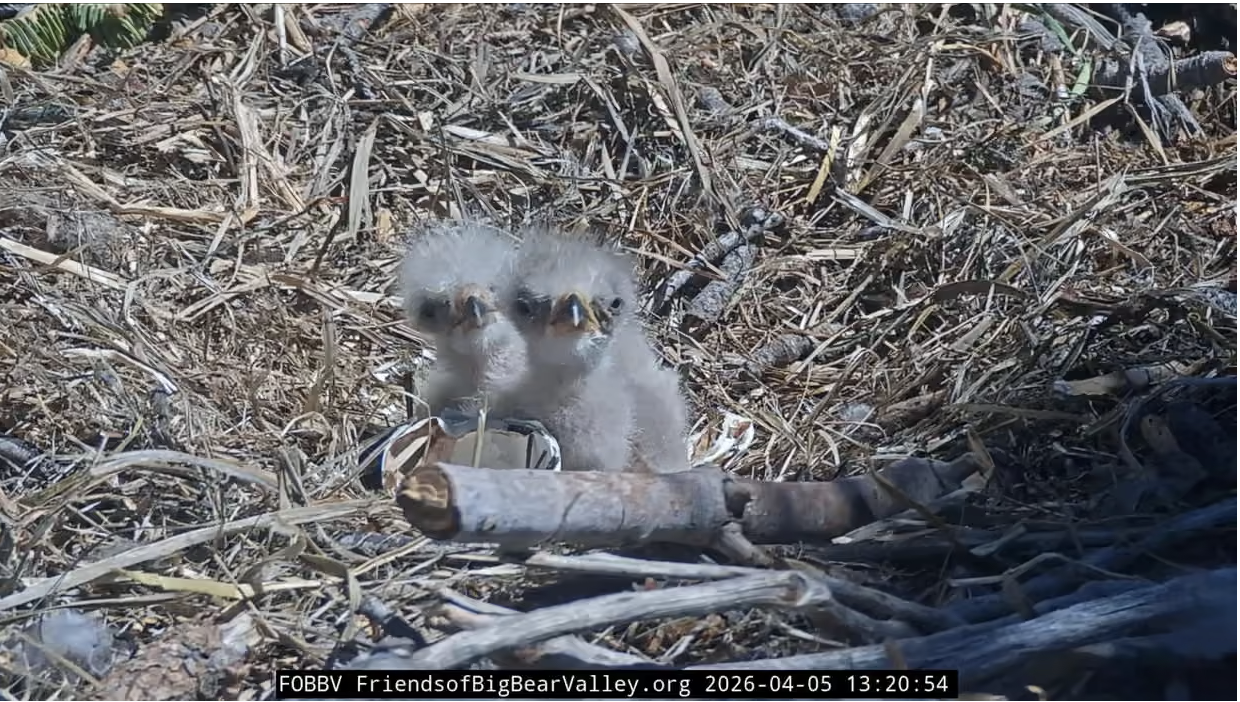 Screenshot 2026-04-06 at 5.51.52 PM.png