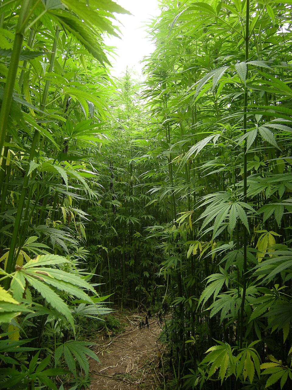 美国大麻禁令或致CBD产品非法化，医保试点计划面临冲击