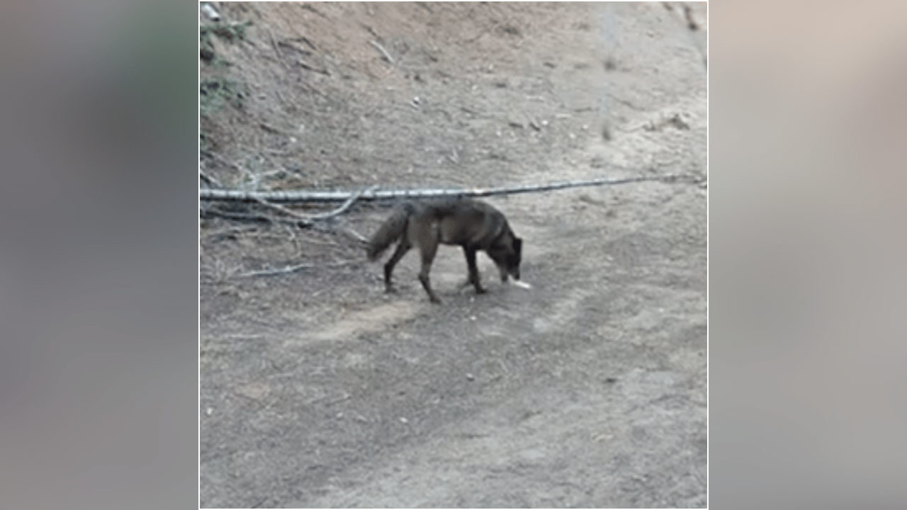 External image from ktla.com