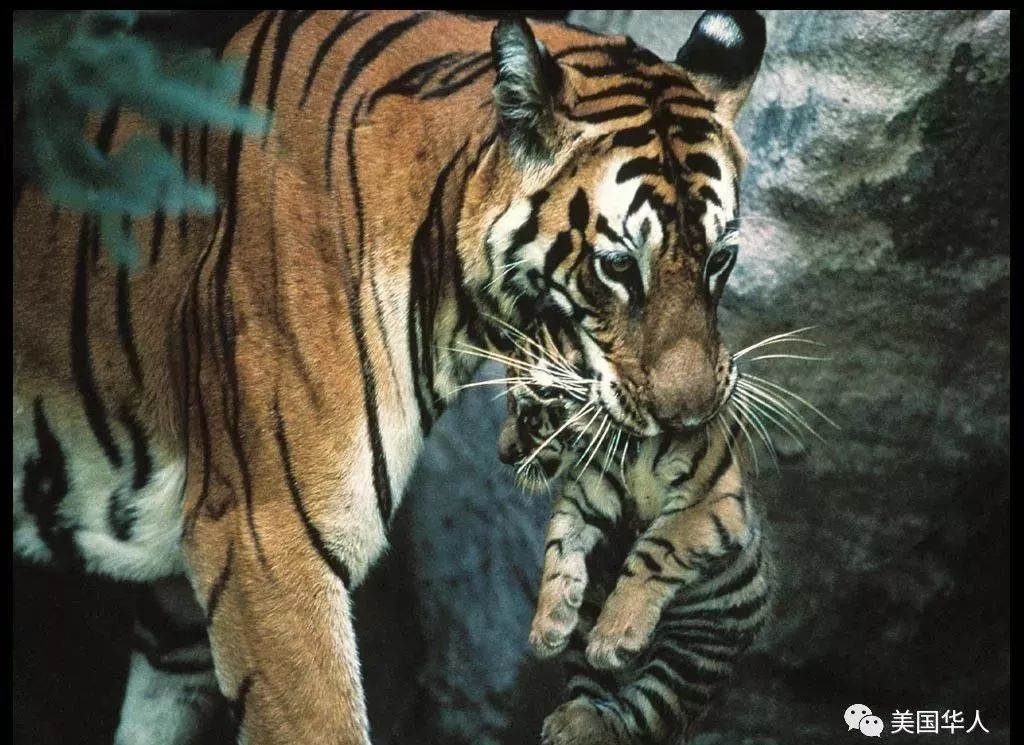 再谈族群政治：骂左派，亚裔尤其ABC纷纷躺枪