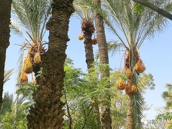 椰枣树下看一个穆斯林国家政治 — 伊斯兰与民主之一瞥