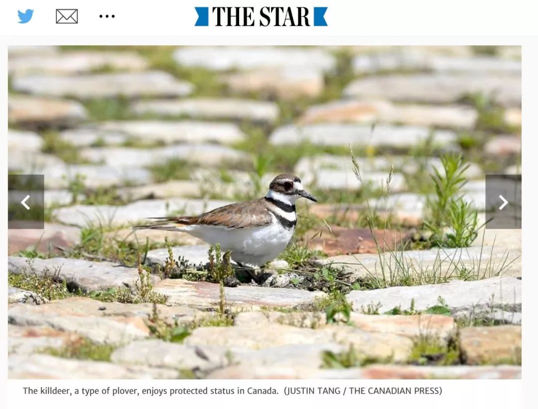 为了一只鸟儿四颗蛋，加拿大三十万人音乐会暂时停摆！