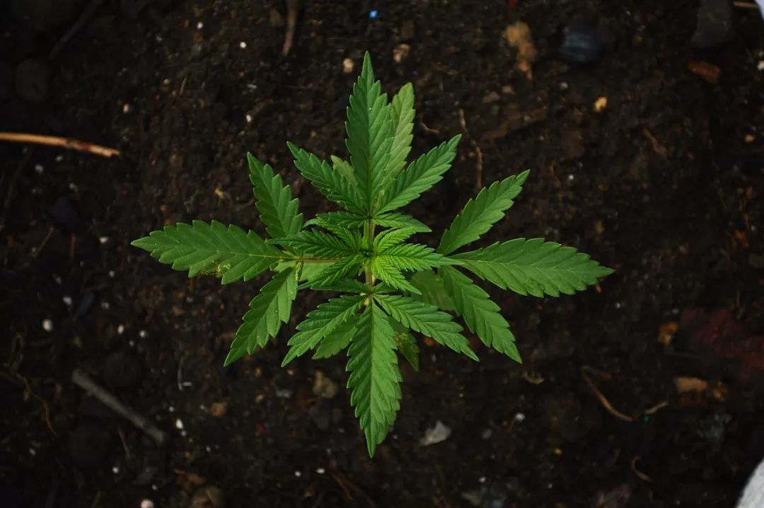 大麻合法化的是与非