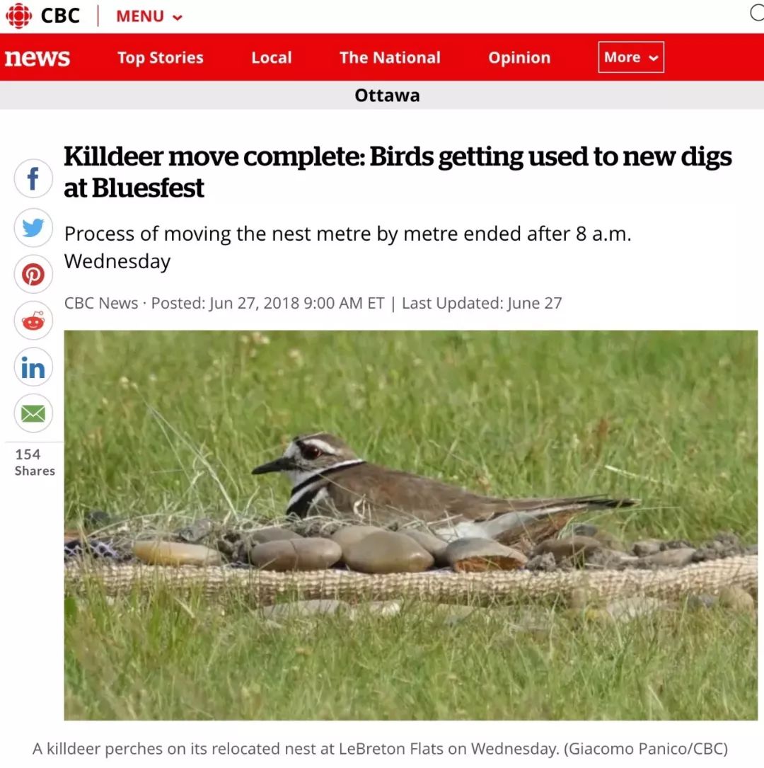 为了一只鸟儿四颗蛋，加拿大三十万人音乐会暂时停摆！