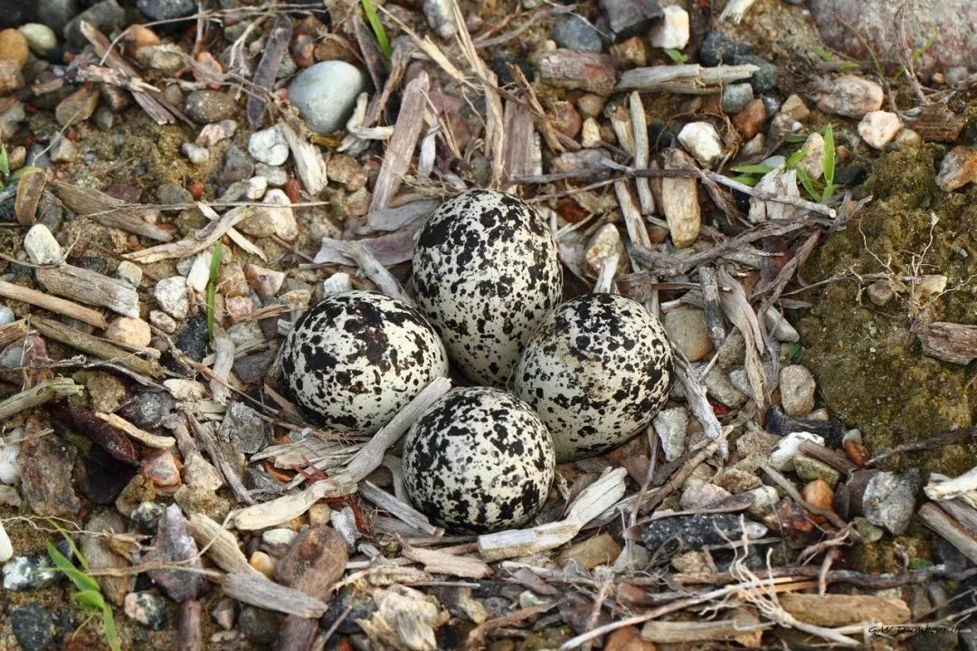 为了一只鸟儿四颗蛋，加拿大三十万人音乐会暂时停摆！