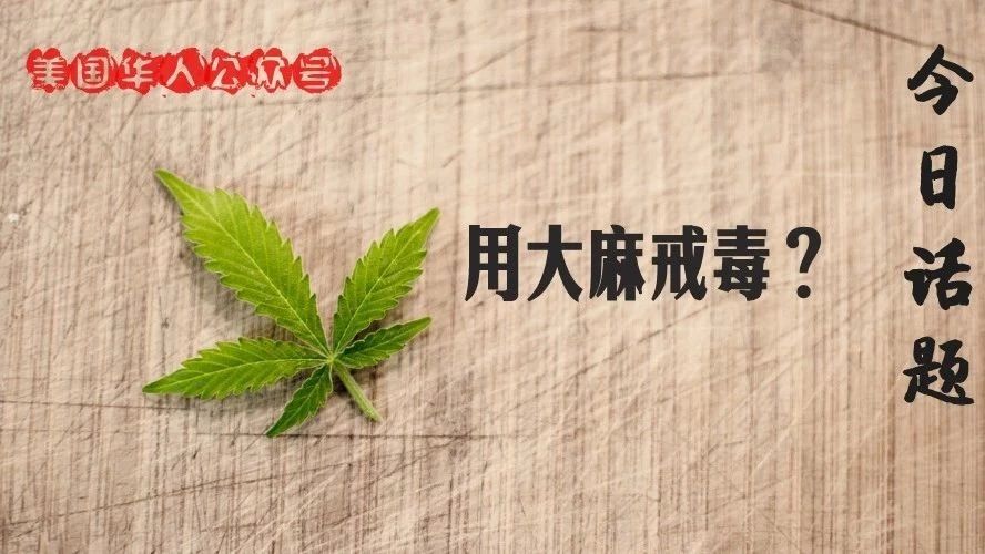 Featured image for 大麻！是美国鸦片危机的解药吗？