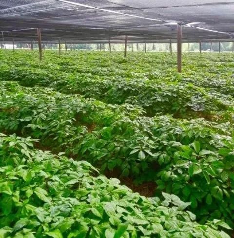 狼烟再起！贸易战重新拉开架势，火速访谈美国花旗参农场主