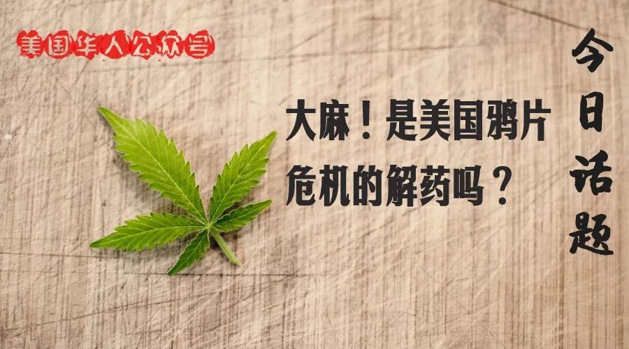 大麻！是美国鸦片危机的解药吗？