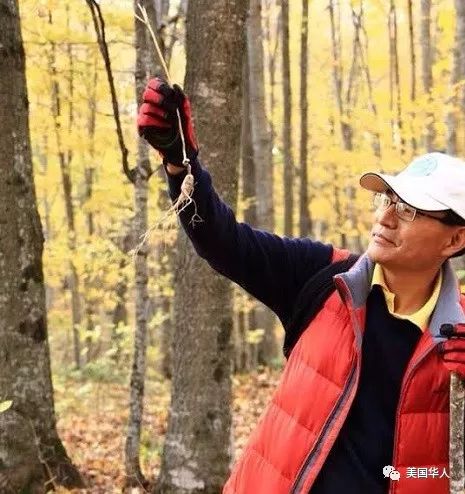 从都市医学博士到著名参农：华裔儒商下西洋的故事