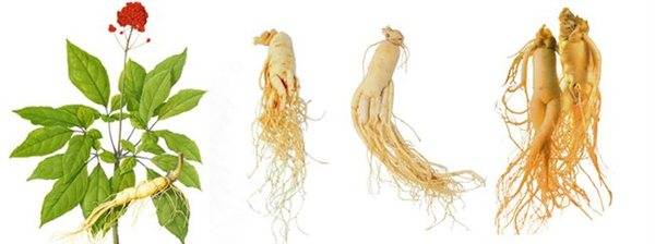 从都市医学博士到著名参农：华裔儒商下西洋的故事