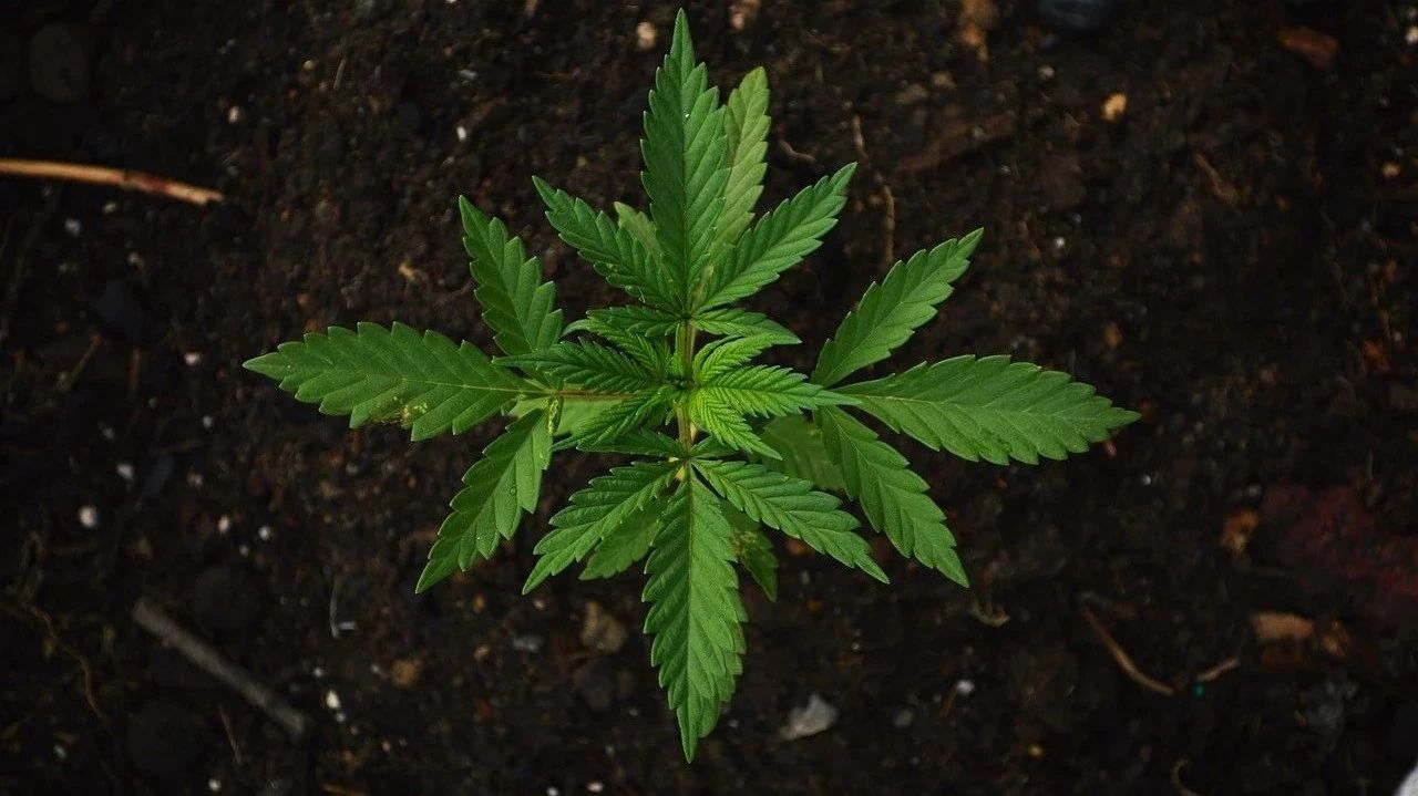 Featured image for 大麻合法化的是与非