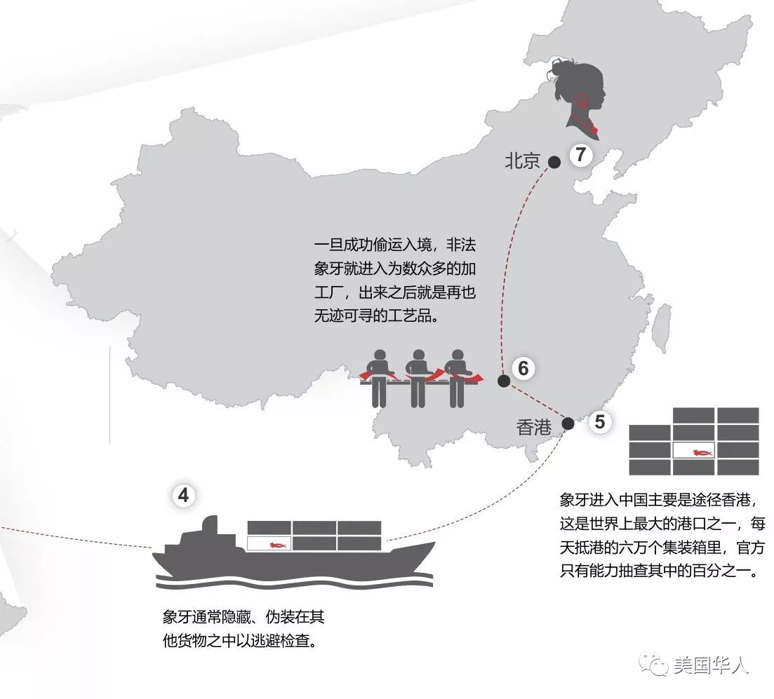 买了一件象牙制品，结果被恐怖组织感谢
