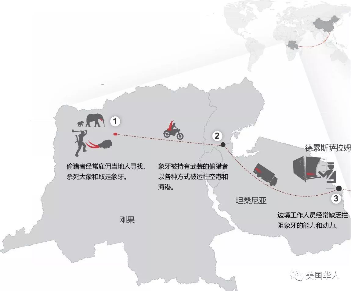 买了一件象牙制品，结果被恐怖组织感谢
