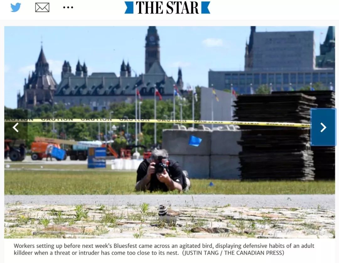 为了一只鸟儿四颗蛋，加拿大三十万人音乐会暂时停摆！