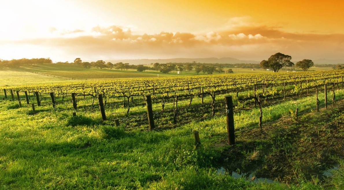 图姐 | 加州火火火,北加酒庄仙境陷火海,南加迪斯尼能见熊熊火光 图姐 | 加州火火火,北加酒庄仙境陷火海,南加迪斯尼能见熊熊火光