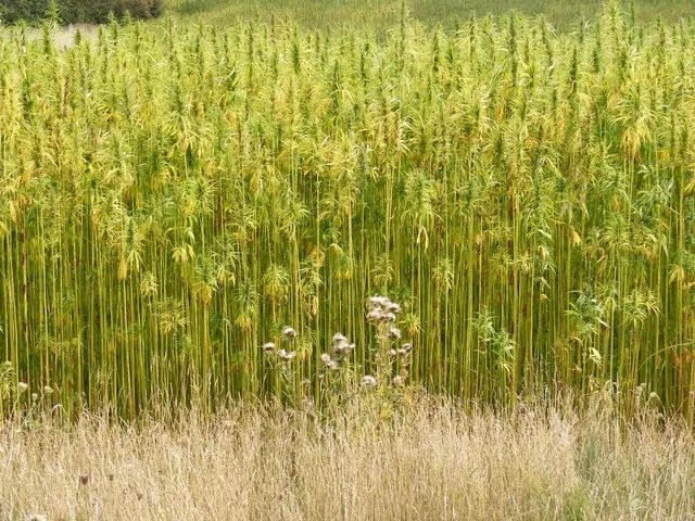 美国全国大麻合法了？别忽悠了，那是“汉麻” | 图姐