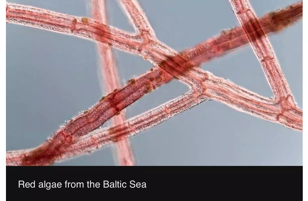 图姐 |  德州议员提案对男性自慰罚款 / 国务卿被控曾用别名电邮讨论气候变化问题 / 地球上最古老的植物被发现