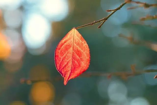 Featured image for 感恩节有感
