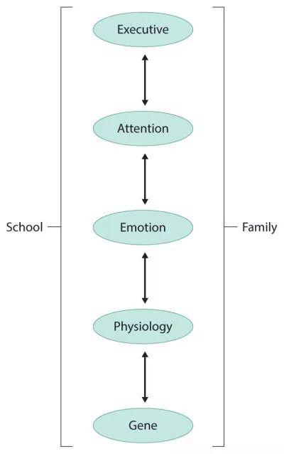 熟悉又陌生的孩子：浅谈青春期大脑发育