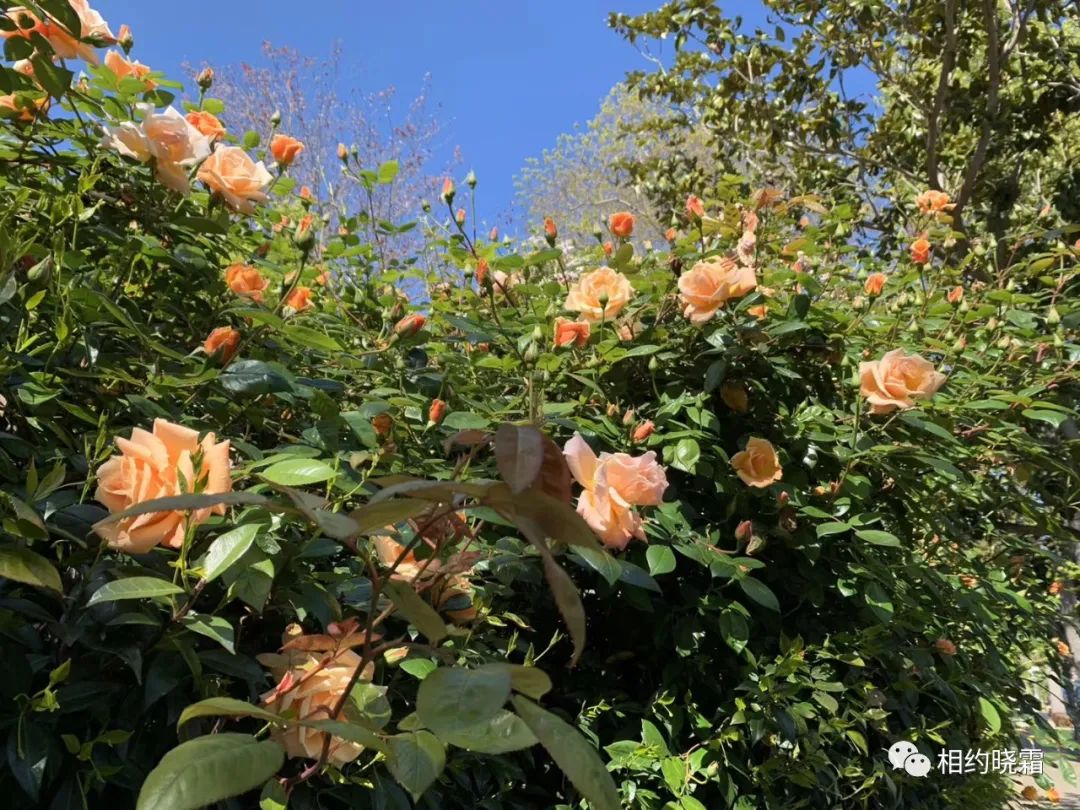 湾区最早感染新冠的Monica, 畅谈在美40多年的经历